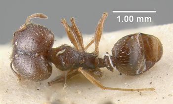Media type: image;   Entomology 20720 Aspect: habitus dorsal view